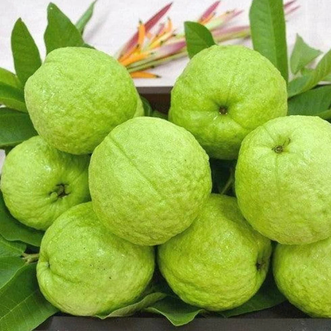 10 Allahabad Safeda Guava , Psidium guajava 'Allahabad Safeda Plants