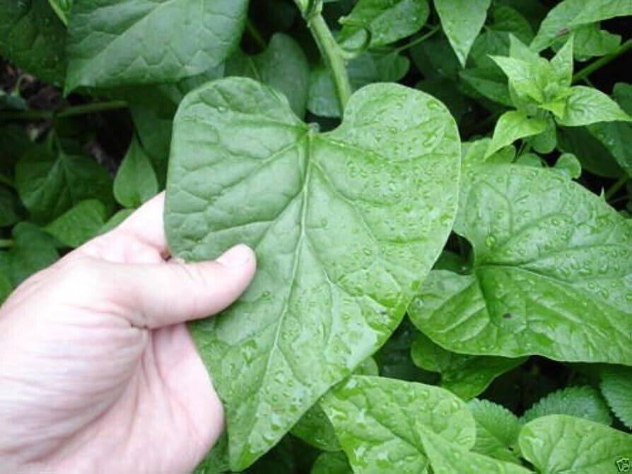 15 Hablitzia tamnoides Seeds, Caucasian Spinach Seeds, Exotic Spinach Seeds, - Seedsforgarden (1999-2024 ) .We Ship Seeds & Live Plants Worldwide