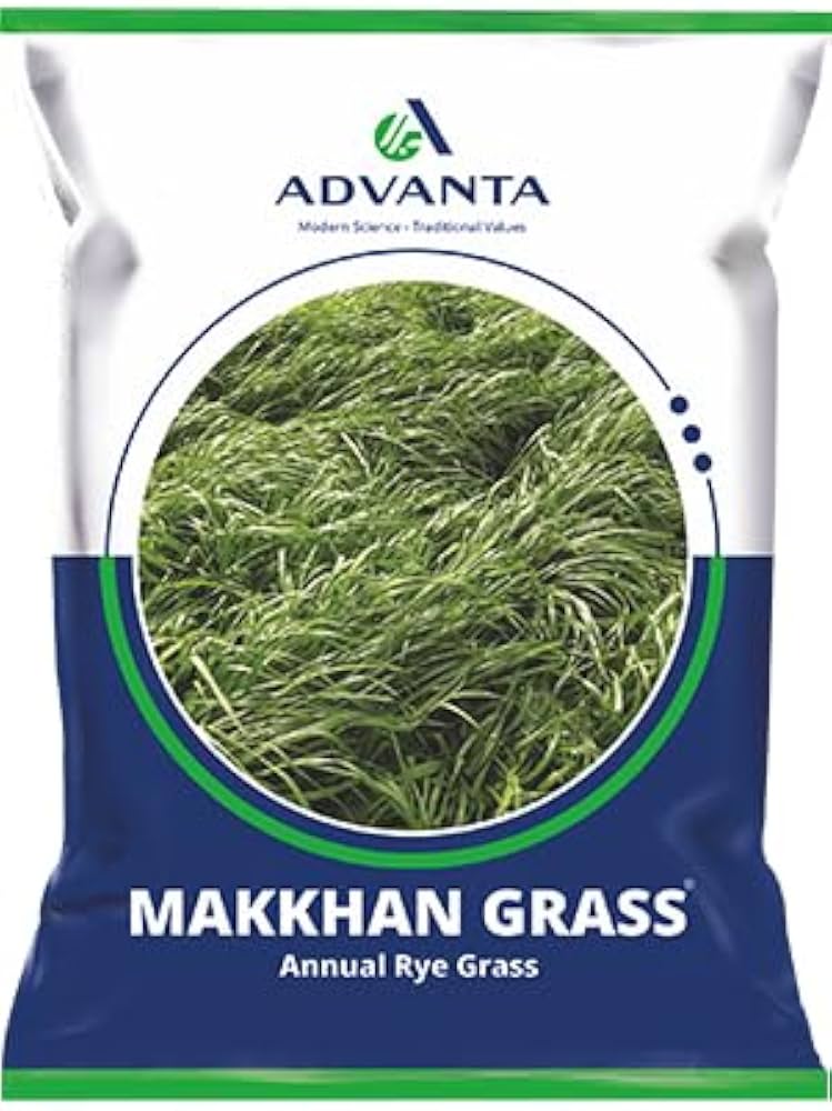 1 Kg Advanta Makkhan Ryegrass Seeds – With Phytosanitary Certificate & Worldwide Shipping