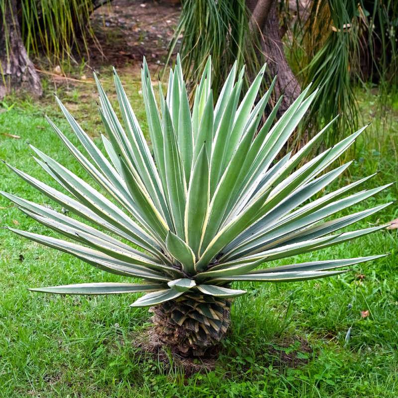 Agave Sisalana Seeds , Sisal Seeds - Seedsforgarden (1999-2024 ) .We Ship Seeds & Live Plants Worldwide