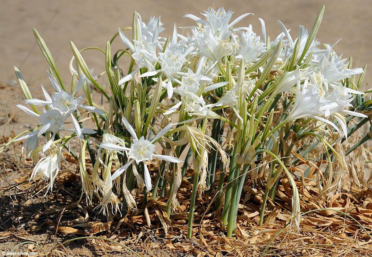 10 Pancratium maritimum Seeds, Sea daffodil Seeds, Sandy Lily Seeds. - Seedsforgarden (1999-2024 ) .We Ship Seeds & Live Plants Worldwide