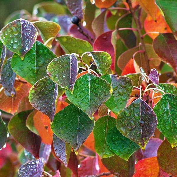 25 Sapium sebiferum Seeds , Chinese tallow tree Seeds - Seedsforgarden (1999-2024 ) .We Ship Seeds & Live Plants Worldwide