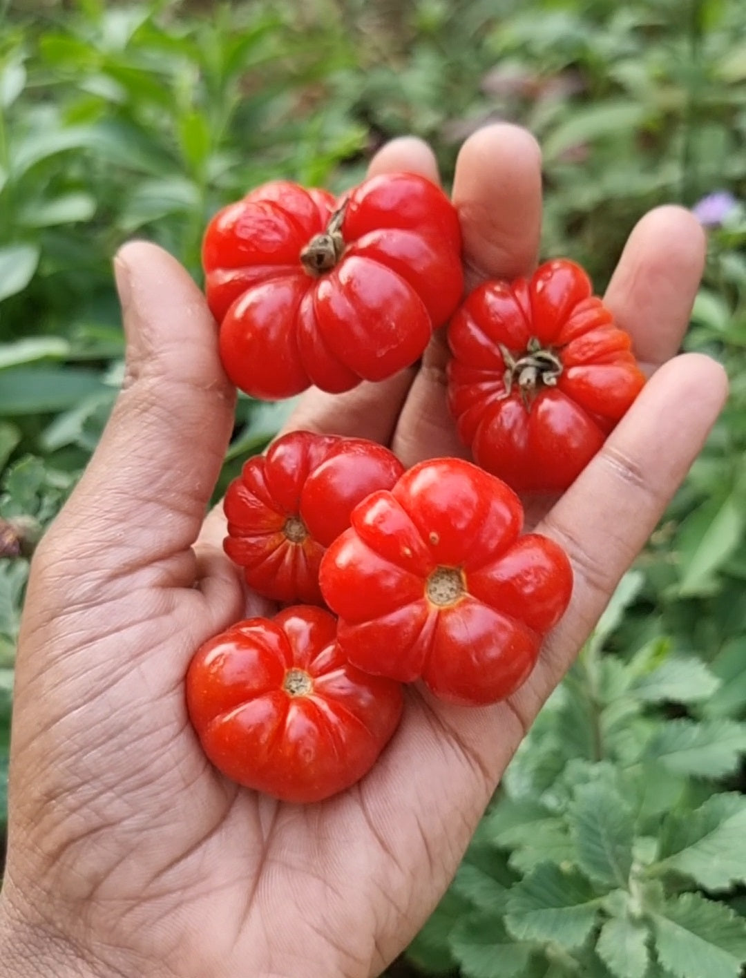 25 Togo Clover Tomato Seeds – Rare African Heirloom Ruffled Tomato Seeds
