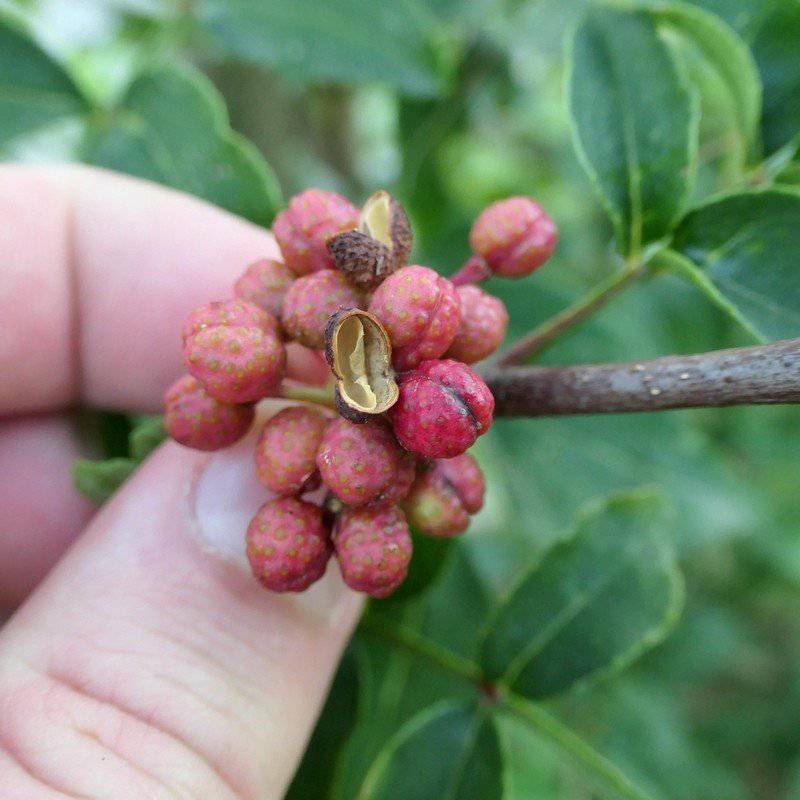 Zanthoxylum piperitum seed, Japanese pepper Seeds,Japanese prickly-ash. - Seedsforgarden (1999-2024 ) .We Ship Seeds & Live Plants Worldwide