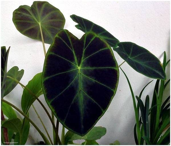 2 Colocasia affinis 'Jenningsii Bulbs, Dwarf Elephant Ear, Colocasia Jenningsii - Seedsforgarden (1999-2024 ) .We Ship Seeds & Live Plants Worldwide