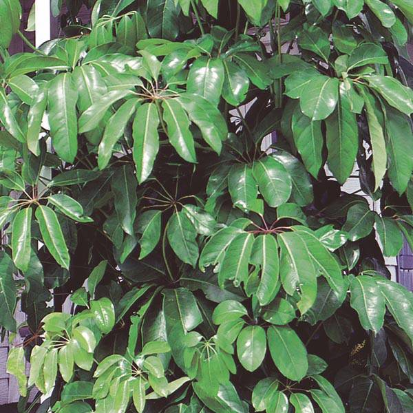 5 Schefflera actinophylla Plants ,Octopus Tree Plants ,Tupidanthus Plants with Phytosanitary certificates - Seedsforgarden (1999-2024 ) .We Ship Seeds & Live Plants Worldwide
