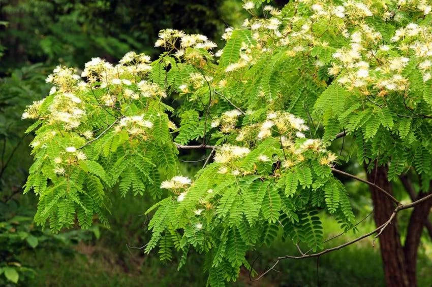 100 Albizia procera Seeds, White Siris , Karoi Tree Seeds, - Seedsforgarden (1999-2024 ) .We Ship Seeds & Live Plants Worldwide