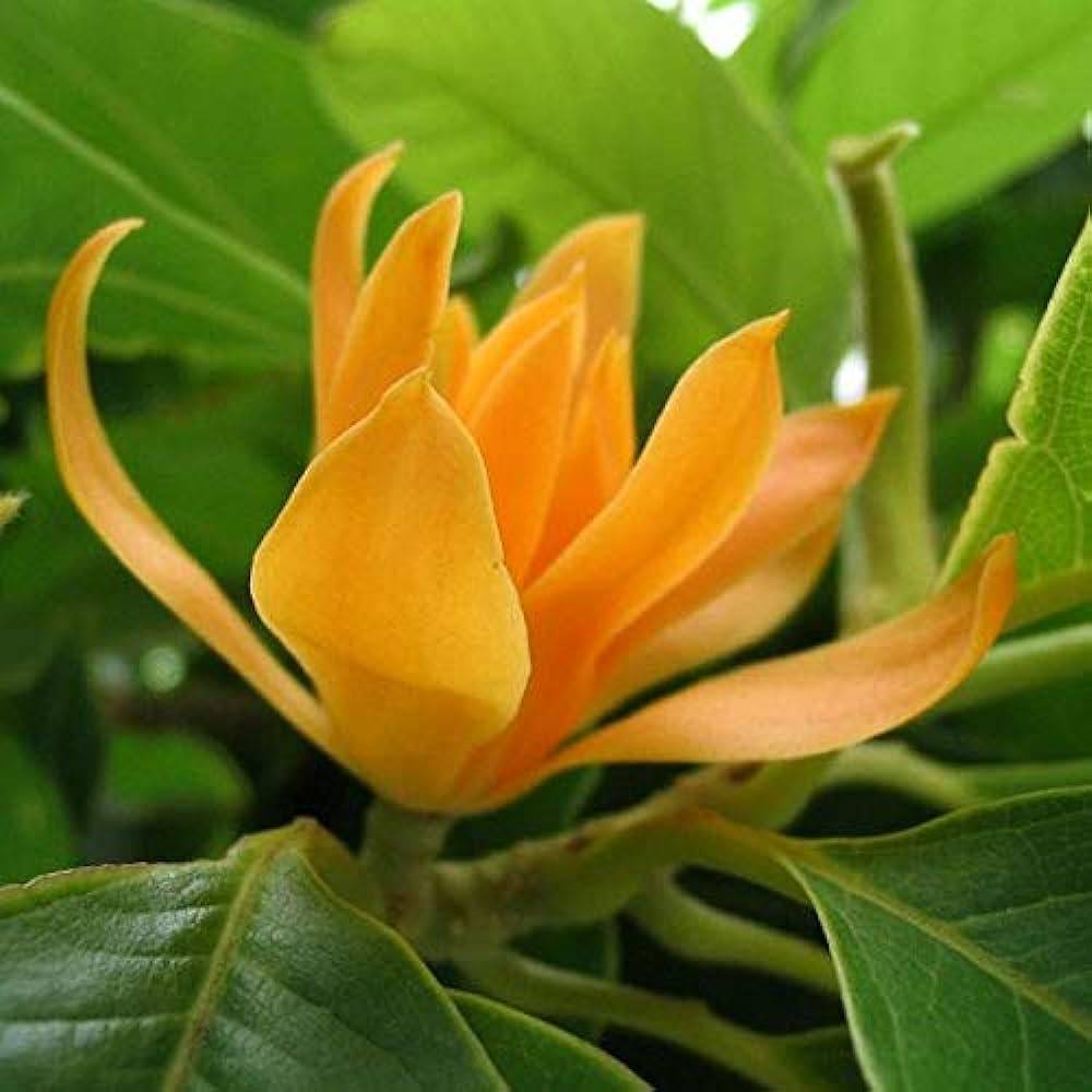 5 Live Michelia champaca Plants , Fragrant champaca Plants , Golden champa, Joy Perfume Tree Plants - Seedsforgarden (1999-2024 ) .We Ship Seeds & Live Plants Worldwide