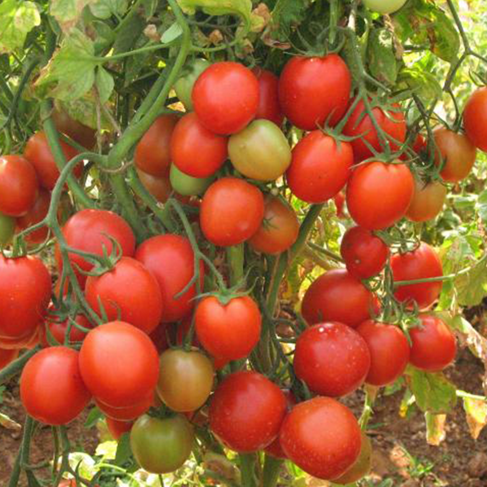 500 Tomato Saaho (TO 3251) F1 Hybrid Seeds by Syngenta ,टमाटर के बीज