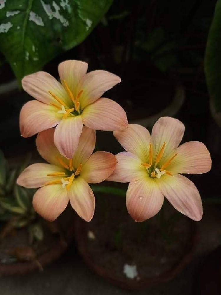 2 Rain Lily Apricot Bulbs. Zephyranthes Apricot Bulbs - Seedsforgarden (1999-2024 ) .We Ship Seeds & Live Plants Worldwide