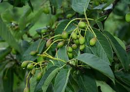 5 Terminalia Chebula Plants , With Phytosanitary certificate - Botanika