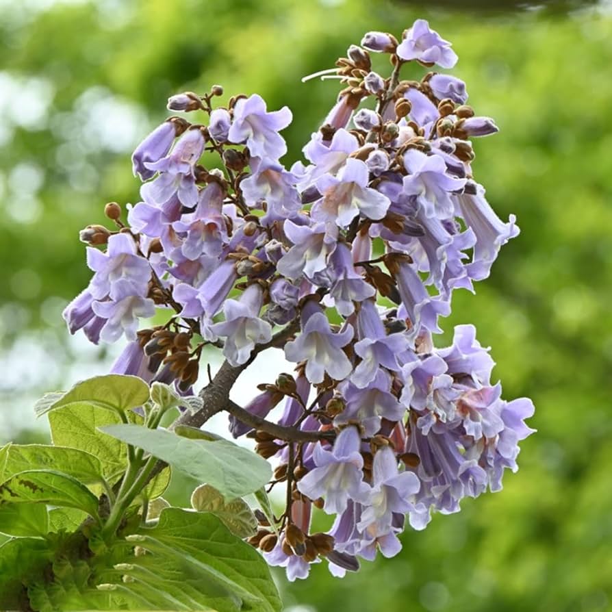 Paulownia tomentosa Seeds , Princess tree, Foxglove tree - Seedsforgarden (1999-2024 ) .We Ship Seeds & Live Plants Worldwide
