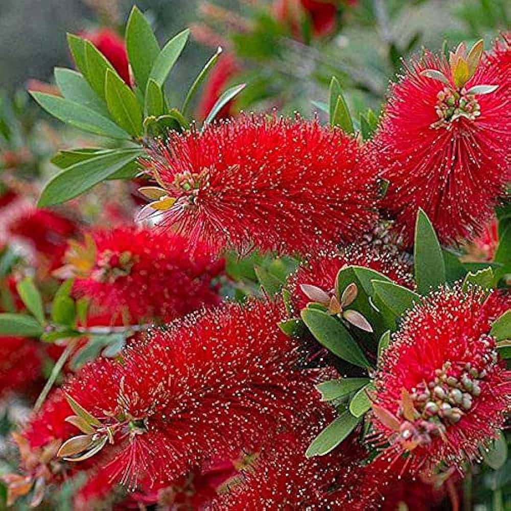 500 Callistemon lanceolatus Seeds ,Lemon bottlebrush Seeds - Seedsforgarden (1999-2024 ) .We Ship Seeds & Live Plants Worldwide