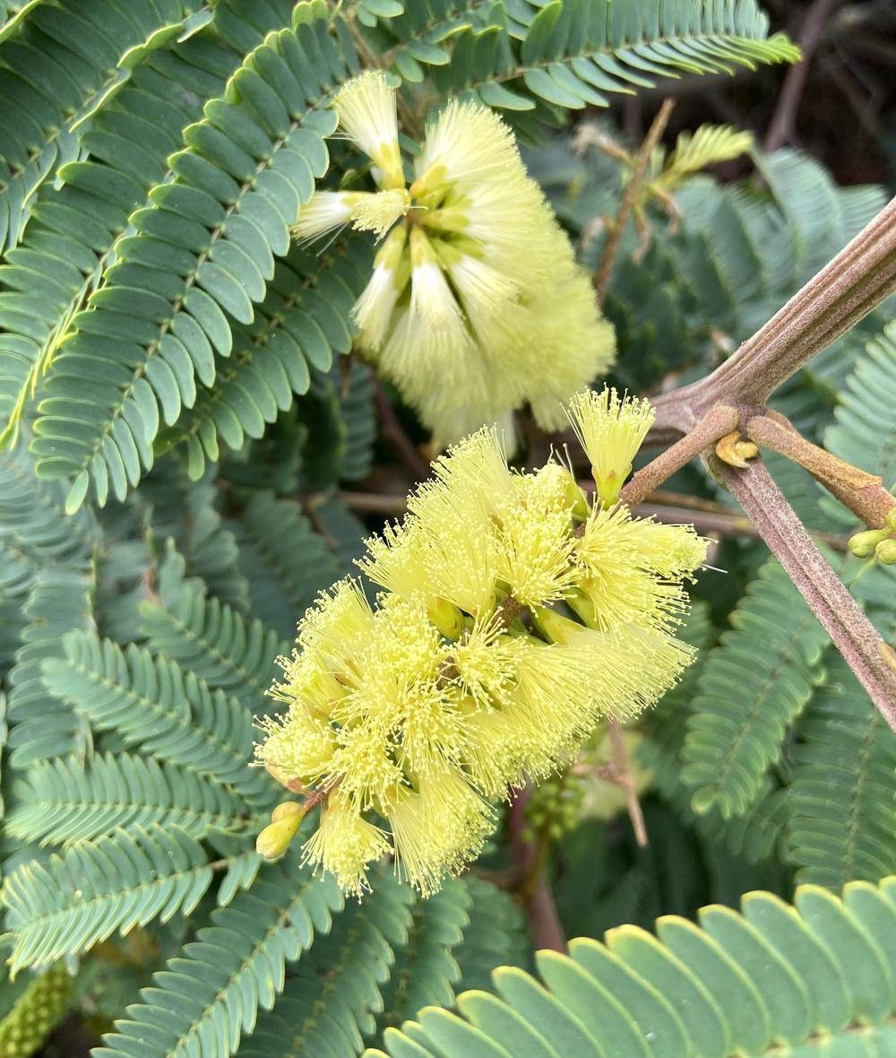 100 Albizia lophantha Seeds, Cape Wattle, Plume Albizzia Seeds - Seedsforgarden (1999-2024 ) .We Ship Seeds & Live Plants Worldwide