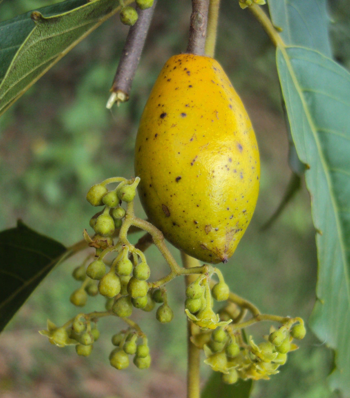 Maesopsis eminii Seeds ,The umbrella tree Seeds - Seedsforgarden (1999-2024 ) .We Ship Seeds & Live Plants Worldwide