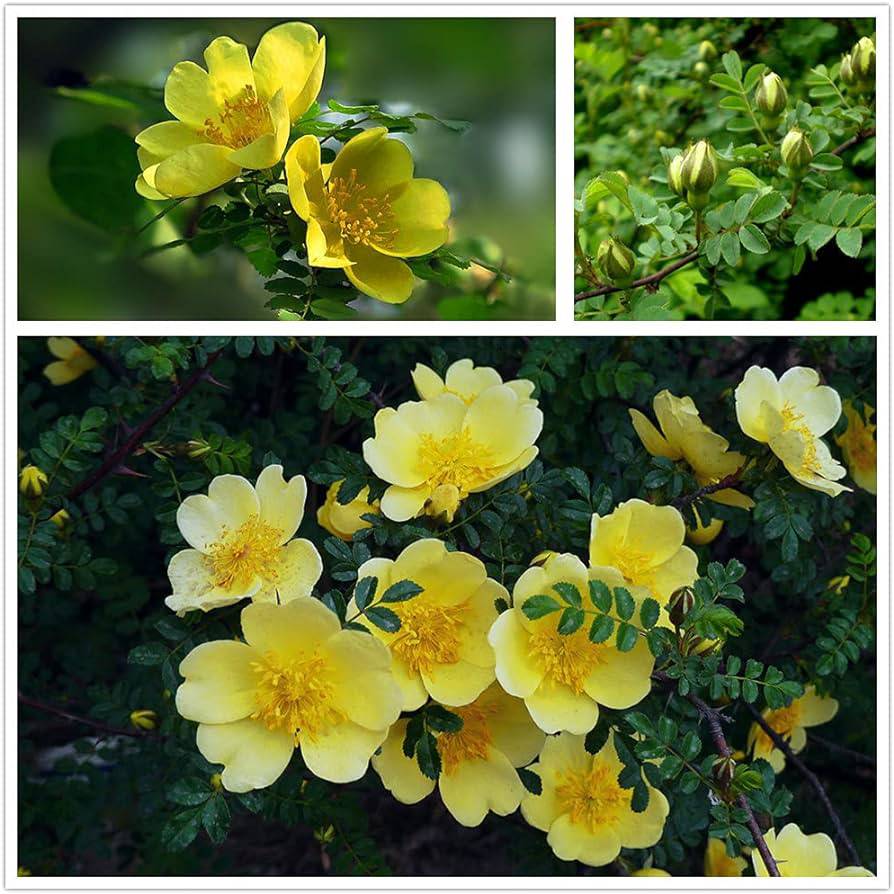 Rosa xanthina Seeds, Fragrant Wild Manchu Seeds, Yellow Rose Seeds - Seedsforgarden (1999-2024 ) .We Ship Seeds & Live Plants Worldwide