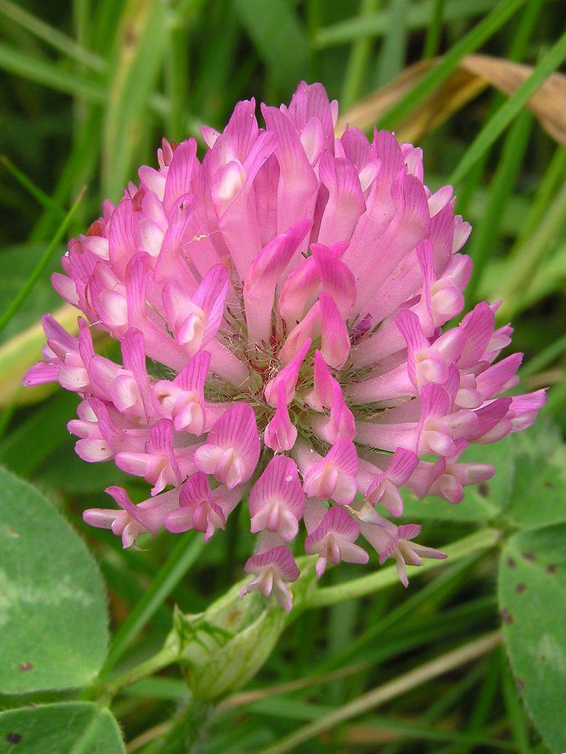 Trifolium pratense seeds, Red clover Seeds - Seedsforgarden (1999-2024 ) .We Ship Seeds & Live Plants Worldwide