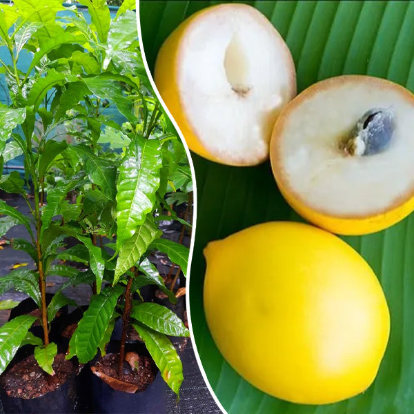 10 Pouteria caimito Plants, Abiu Fruit Plants, Yellow Star Apple