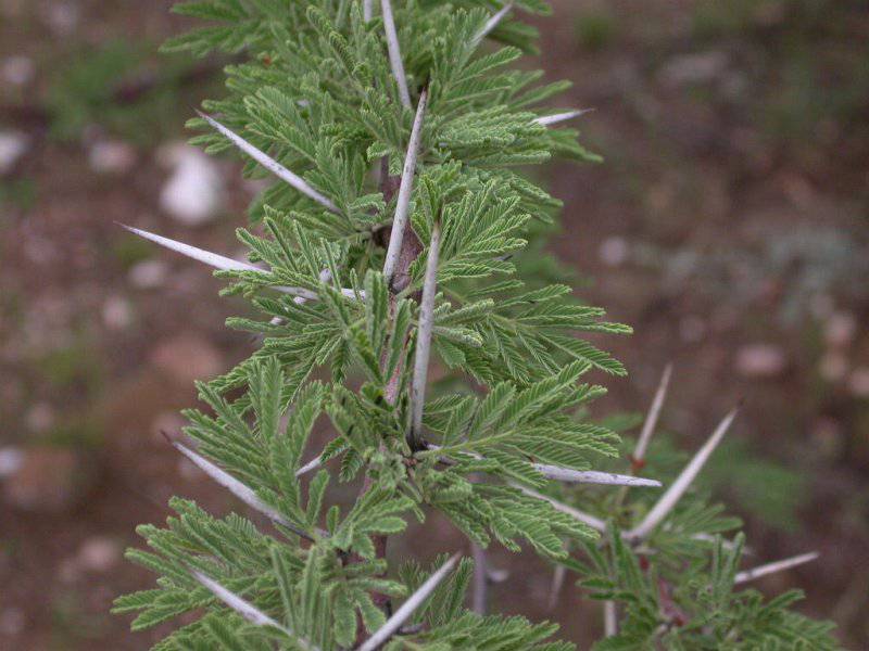 100 Acacia reficiens Seeds, False umbrella thorn,Vachellia reficiens - Seedsforgarden (1999-2024 ) .We Ship Seeds & Live Plants Worldwide