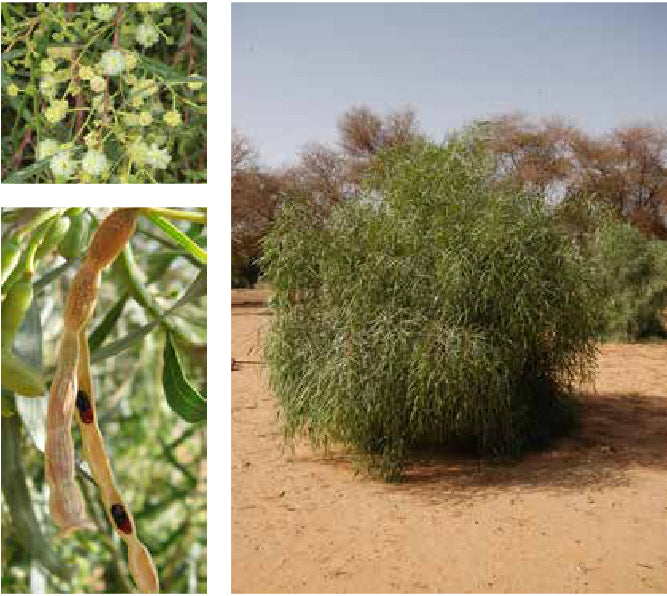 20 Acacia ampliceps Seeds , Salt Wattle seeds