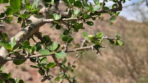 10 Acacia Hamulosa Seeds, Kidad Seeds