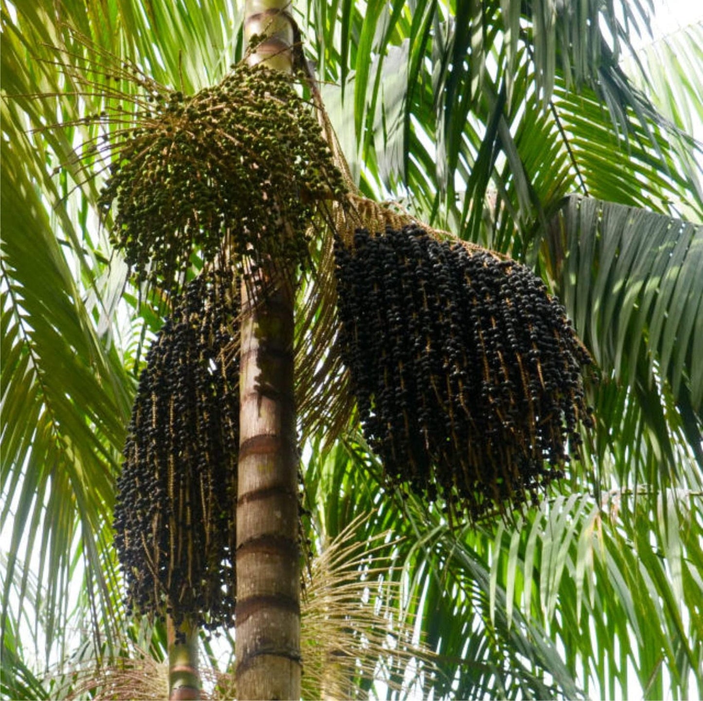 10 Acai Berry Plants , Euterpe Oleracea Plants