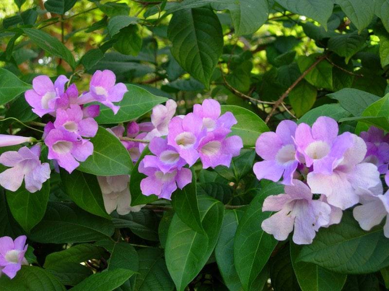 Adenocalymma Alliaceum, Garlic Vine Plant, Mansoa alliacea , With Phytosanitary certificate - Seedsforgarden (Since 1999).We Ship Seeds & Live Plants Worldwide