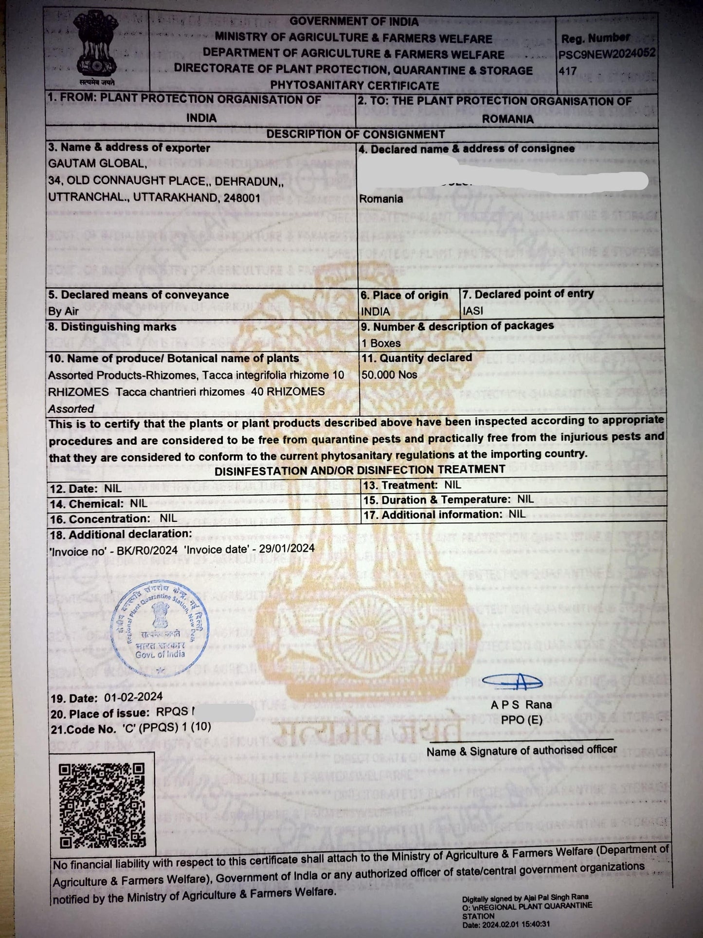 Tacca chantrieri Rhizomes. Black bat flower Rhizome , Phytosanitary Certificate ( ROMANIA)) - Seedsforgarden (Since 1999).We Ship Seeds & Live Plants Worldwide