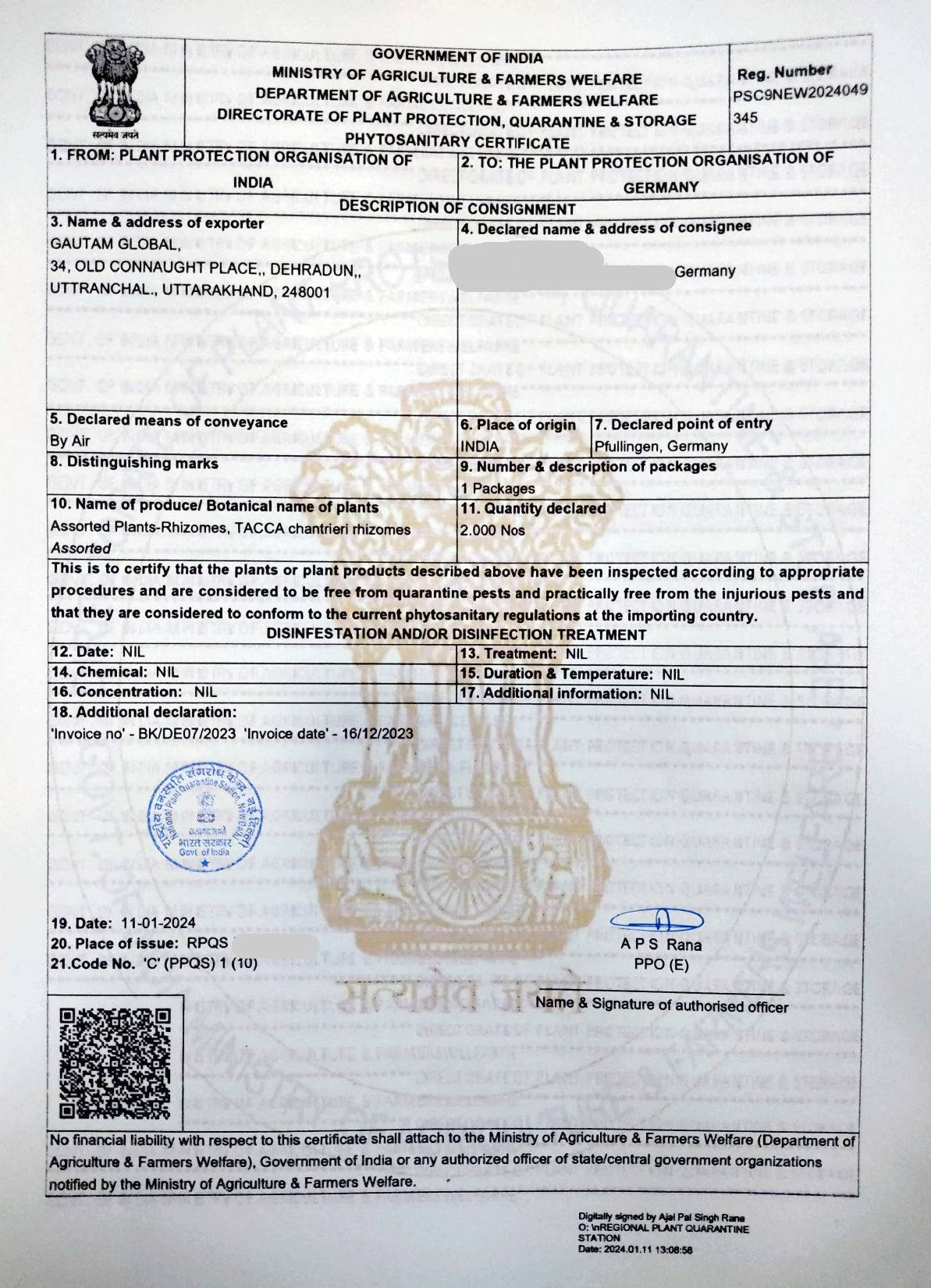 Black bat flower Rhizome , Phytosanitary Certificate ( Germany) - Seedsforgarden (Since 1999).We Ship Seeds & Live Plants Worldwide