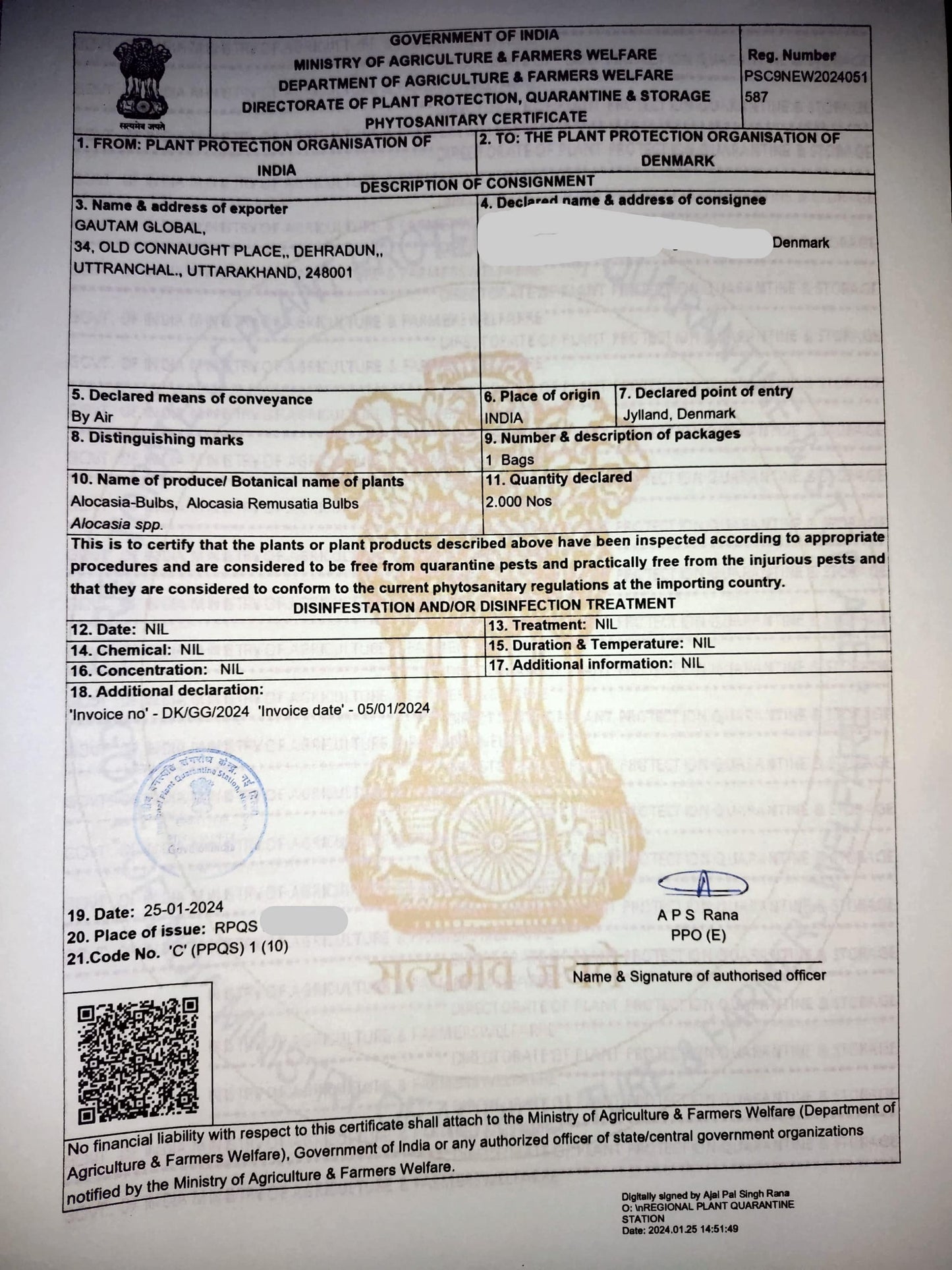 Alocasia Remusatia Vivipara Corn ,Hitchhiker ear Bulbs, Phytosanitary Certificate , ( Denmark ) - Seedsforgarden (Since 1999).We Ship Seeds & Live Plants Worldwide