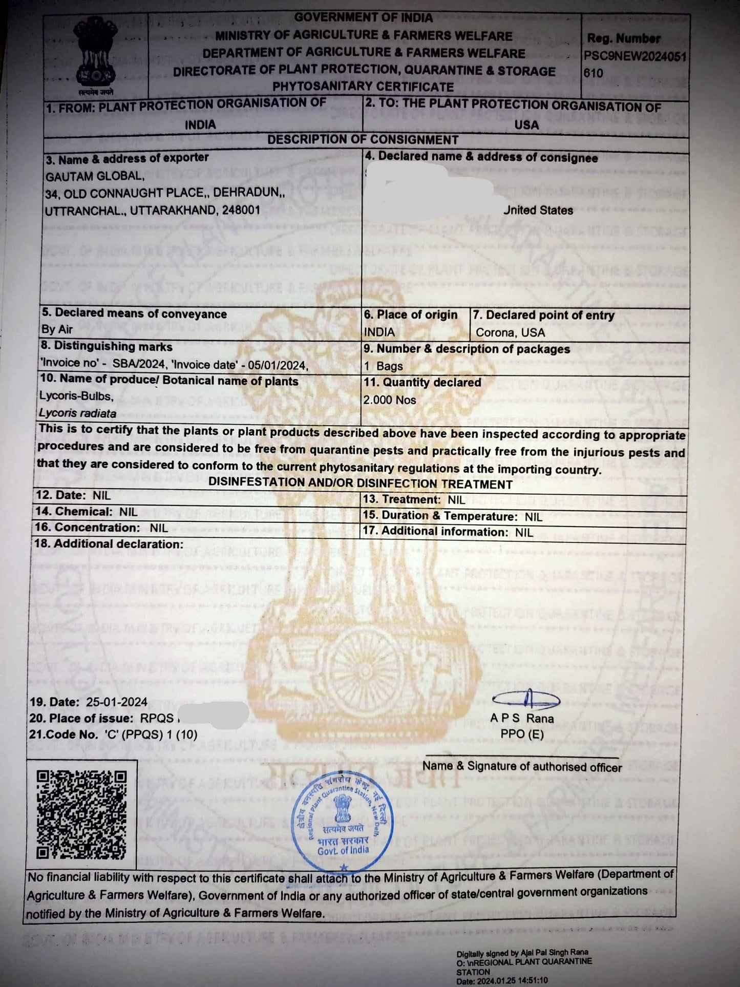 Lycoris radiata Bulbs, Red spider lily Bulbs , Phytosanitary Certificate (USA) - Seedsforgarden (Since 1999).We Ship Seeds & Live Plants Worldwide