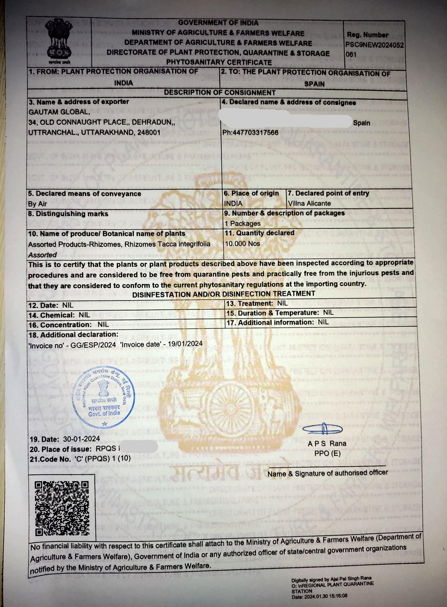 Tacca integrifolia Rhizomes, White Bat flower Rhizomes. Phytosanitary Certificate (Spain) - Seedsforgarden (Since 1999).We Ship Seeds & Live Plants Worldwide