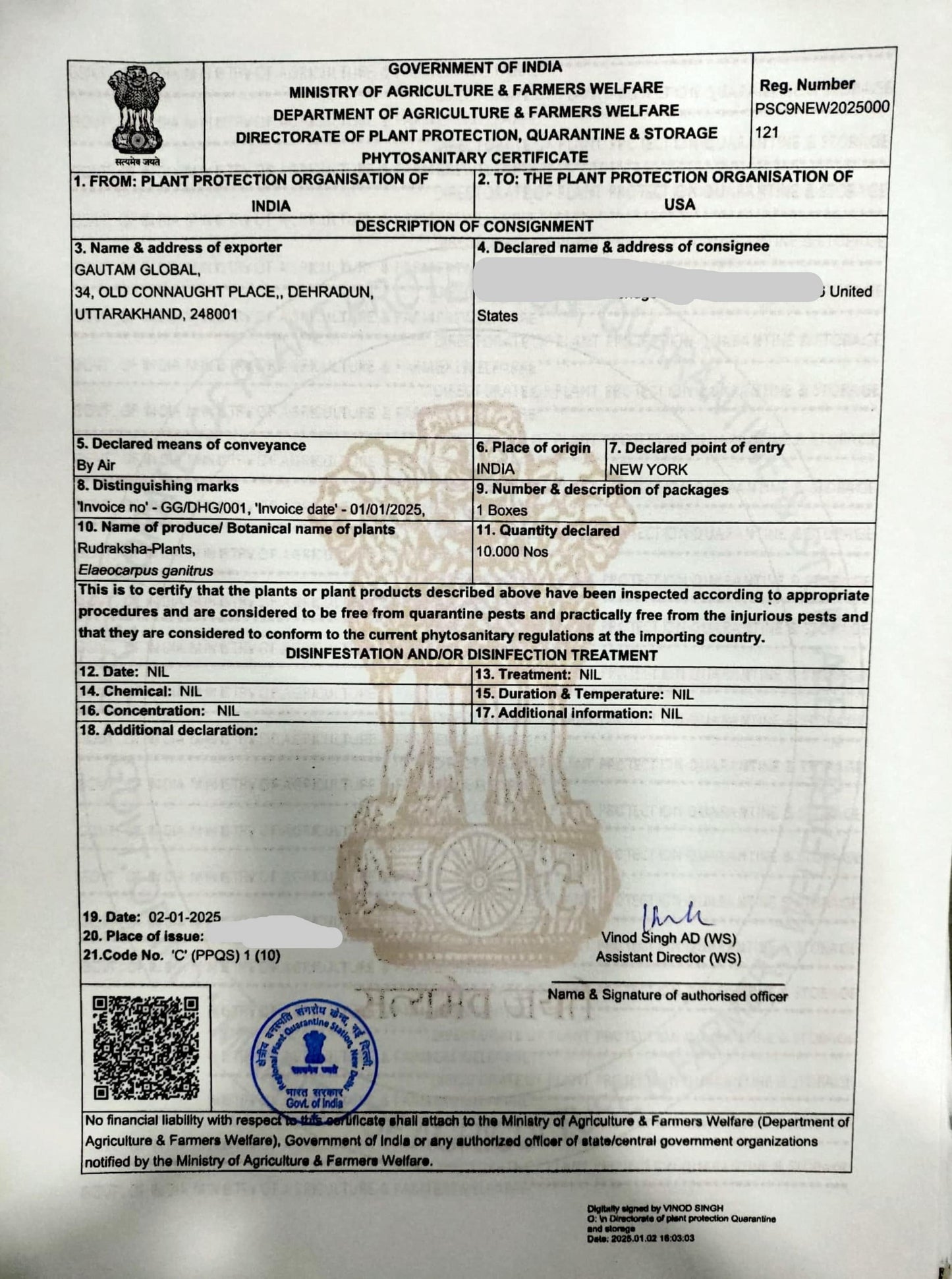 5 Live Elaeocarpus ganitrus Plants. Rudraksha Plants,With Phytosanitary certificates & Shipping Worldwide - Seedsforgarden (1999-2024 ) .We Ship Seeds & Live Plants Worldwide