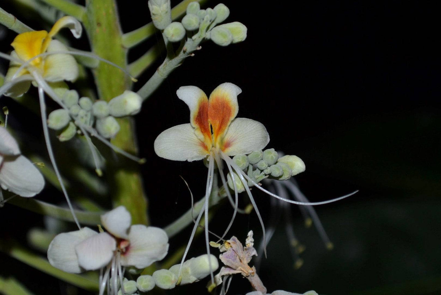5 Live Aesculus Assamica Plants ,East Himalayan Horse Chestnut Plant, With Phytosanitary Certificate - Seedsforgarden (Since 1999).We Ship Seeds & Live Plants Worldwide