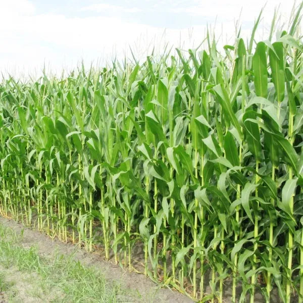 1 Kg African Tall Fodder Maize Seeds (Zea mays Seeds ) , Worldwide Shipping