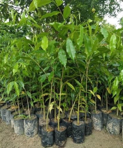 10 Aquilaria malaccensis Plants,Agar Wood Plants, With Phytosanitary certificate