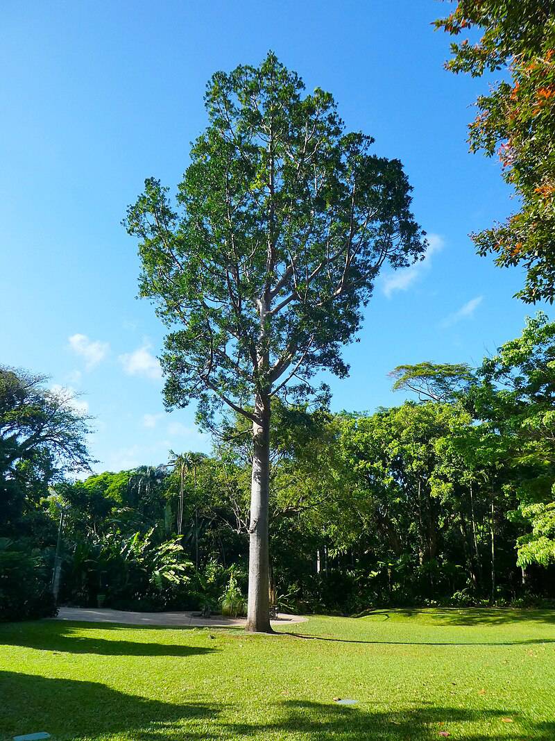 5 Agathis robusta Plants, Dundathu pine, Kauri pine, Queensland kauri ,With Phytosanitary Certificate - Seedsforgarden (Since 1999).We Ship Seeds & Live Plants Worldwide