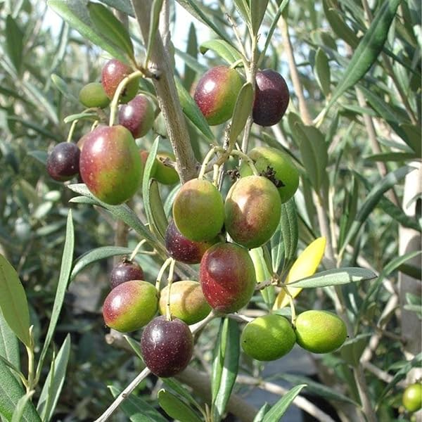 5 Olea europaea Plants, Zaitoon Plants, Jaitun Plants, Olive Plants