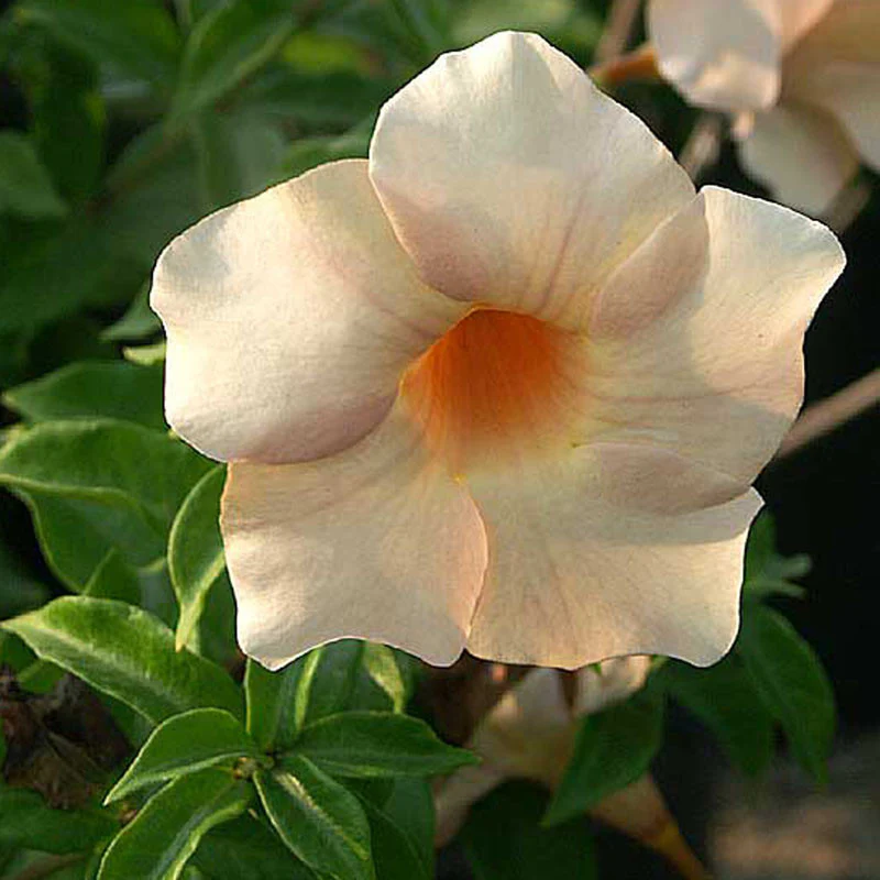 10 Allamanda biscuit Plants, Allamanda hybrida Plants With Phytosanitary certificate