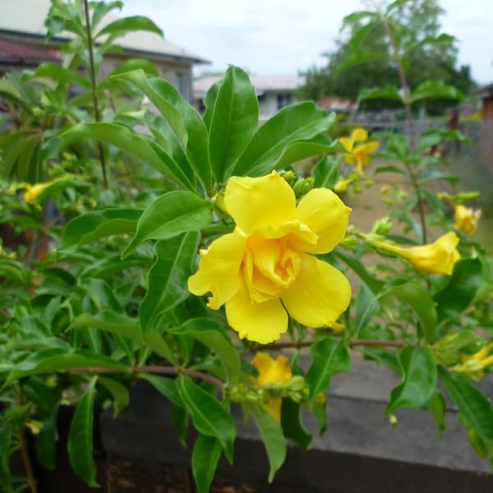 10 Allamanda Yellow Double Flower, Golden Trumpet Vine Plants