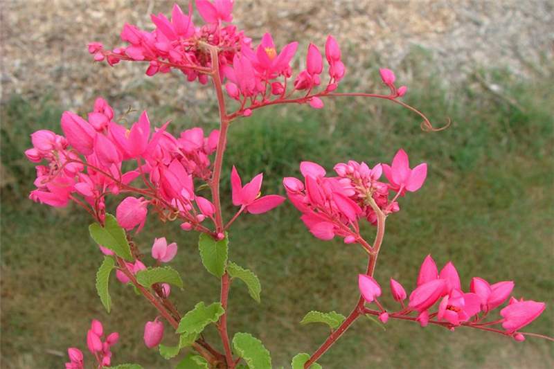 10 Antigonon leptopus Plants, Mexican creeper ,With Phytosanitary certificate