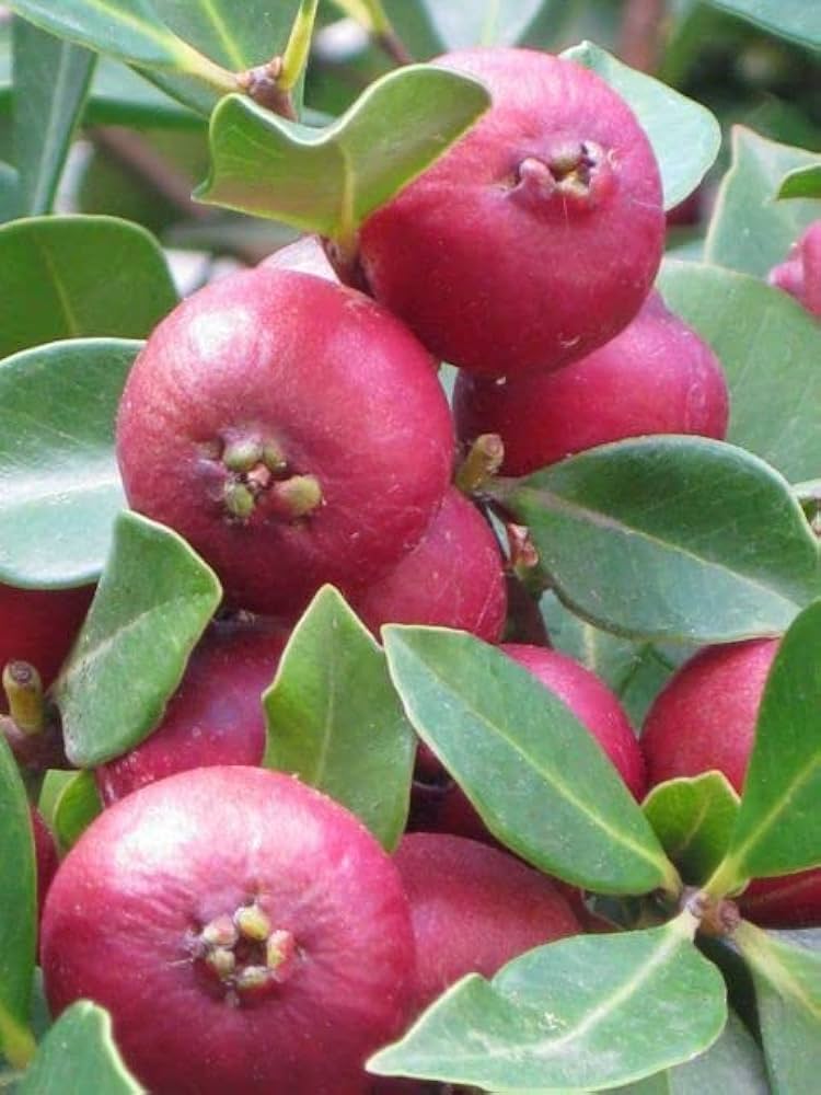 10 Red Apple Guava ,Psidium guajava Plants , Tropical Guava Plants