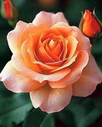 10 Apricot Rose Plants, Orange Rose With Phytosanitary certificate ,