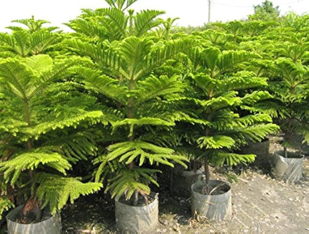 5 Araucaria cunninghamii Plants , Hoop Pine Plants, With Phytosanitary Certificate - Seedsforgarden (Since 1999).We Ship Seeds & Live Plants Worldwide