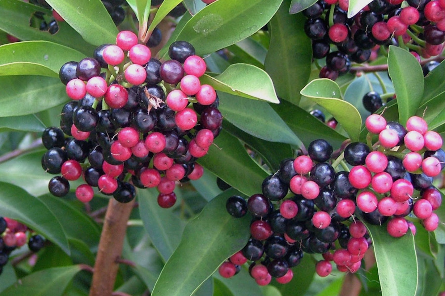 10 Ardisia elliptica Plants, Shoebutton Ardisia Plants, Coralberry Plants,