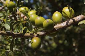 5 Argania spinosa Seeds, Argan Seeds