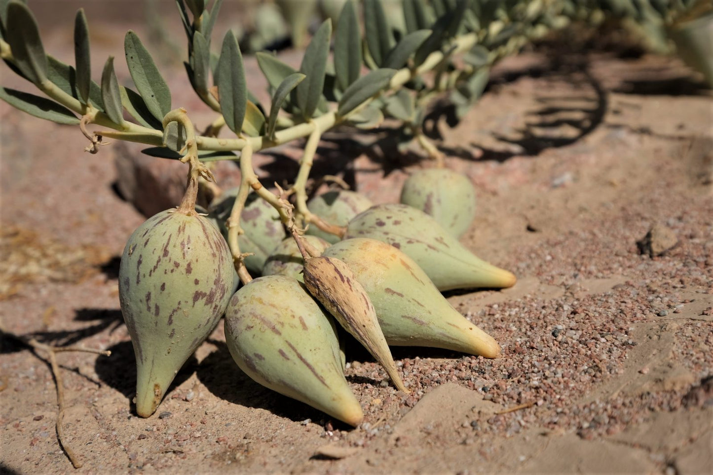 20 Solenostemma argel Seeds , Argel, Arghel,or Hargal Seeds - Seedsforgarden (Since 1999).We Ship Seeds & Live Plants Worldwide