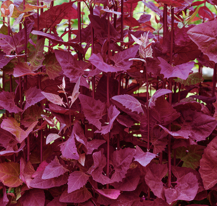 15 Atriplex hortensis Red Seeds, Garden orache Seeds, Mountain spinach