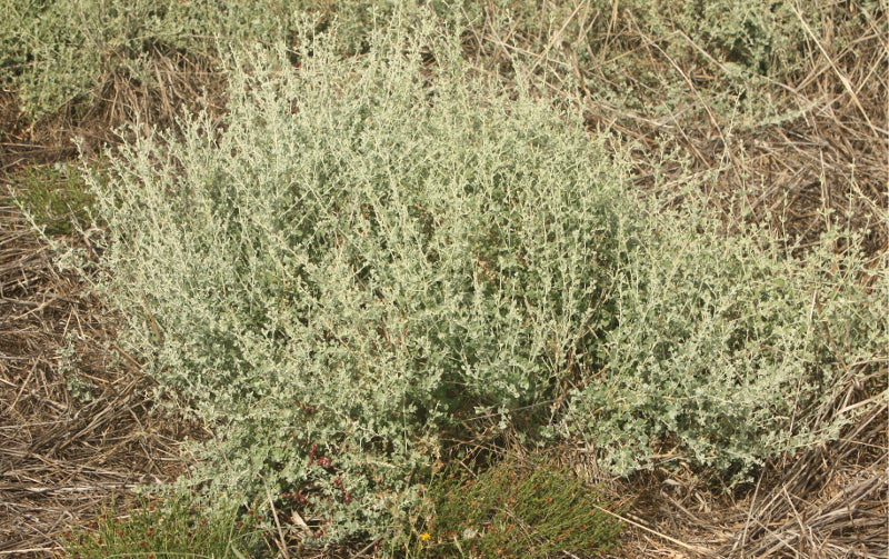 Atriplex semibaccata Seeds, Australian saltbush Seeds, Creeping saltbush,