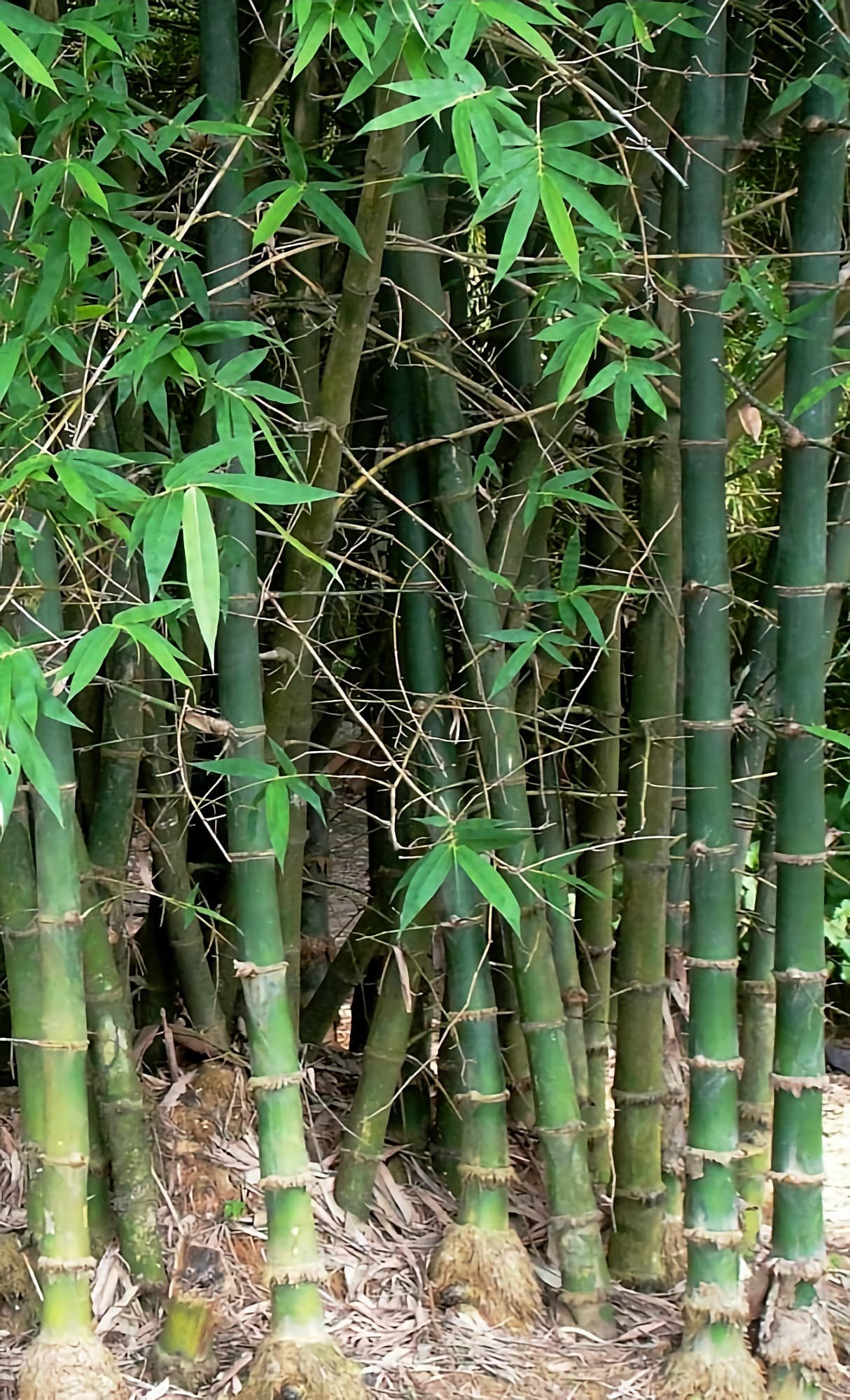 10 Bambusa balcooa Plants, Female Bamboo, Bheema Bamboo Plants , With Phytosanitary certificate